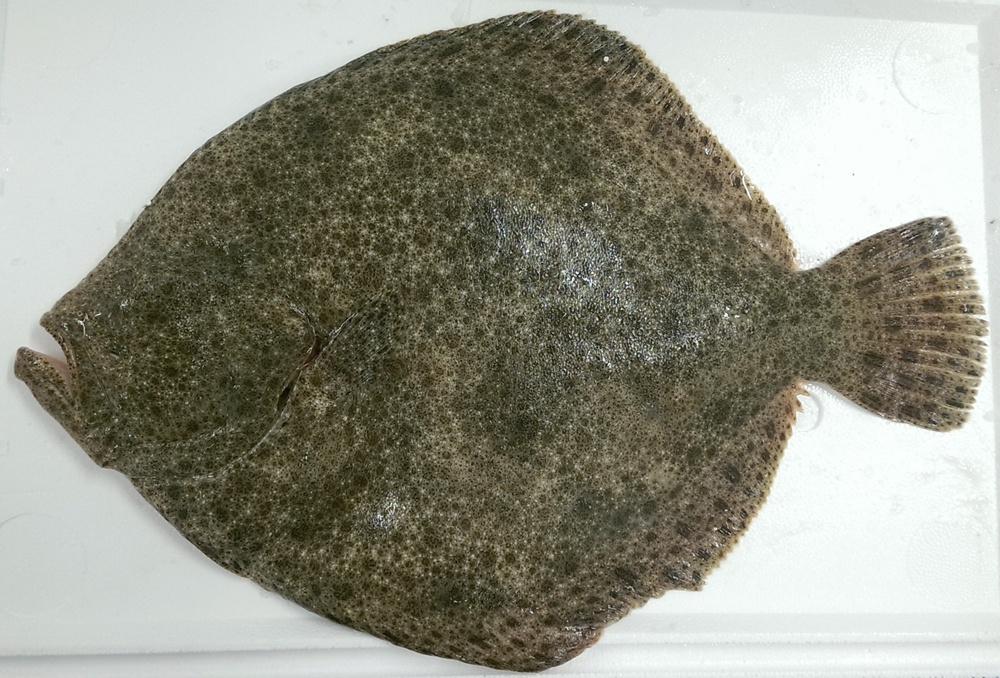 Turbot