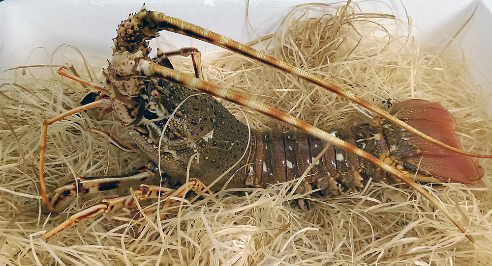 langouste royale