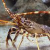 langouste