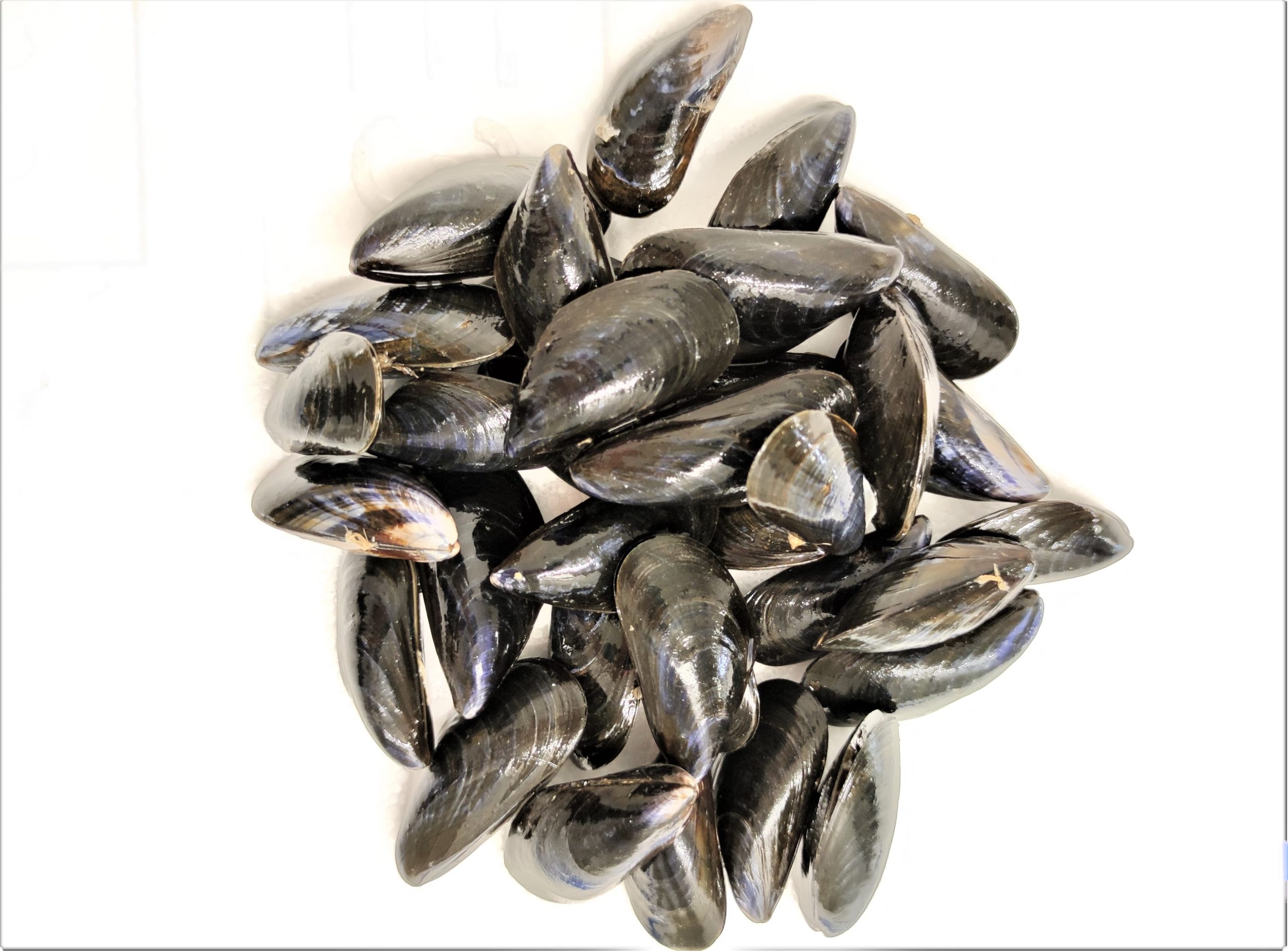 Moules de Bouchot PAC x 2 KG - Viviers d'Audierne